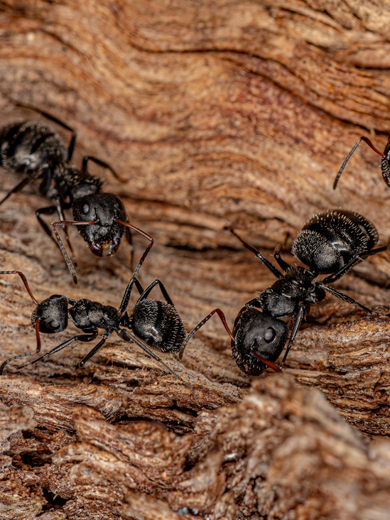 Ant Extermination lachine