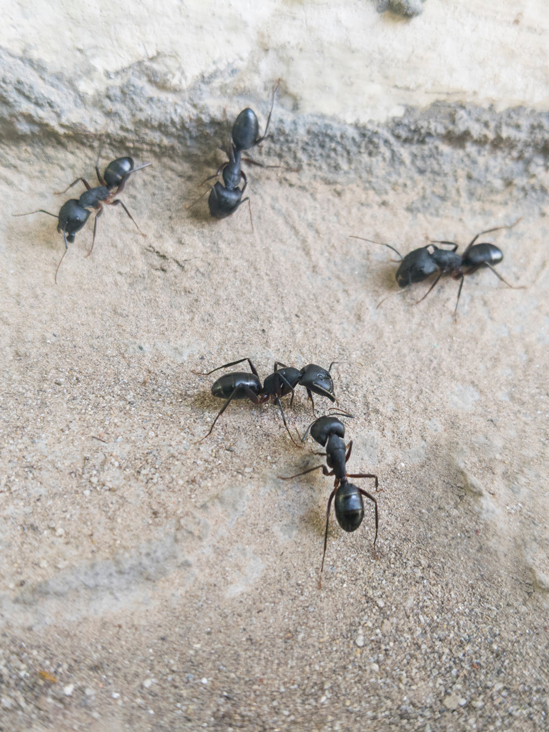 Carpenter Ant Extermination Pointe-Claire