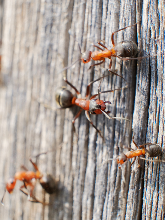 Carpenter Ant Extermination Pointe-Claire