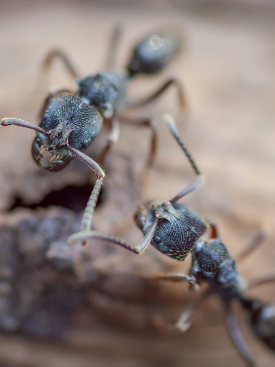 Ant Extermination Kirkand