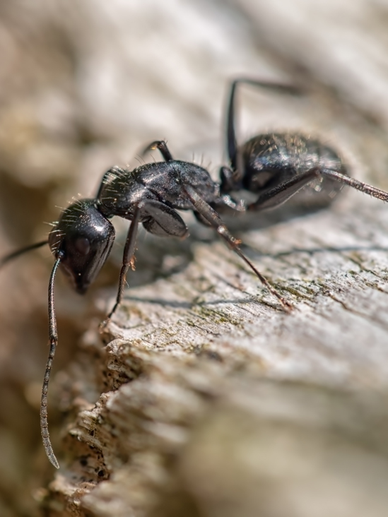 Ant Extermination Pierrefonds