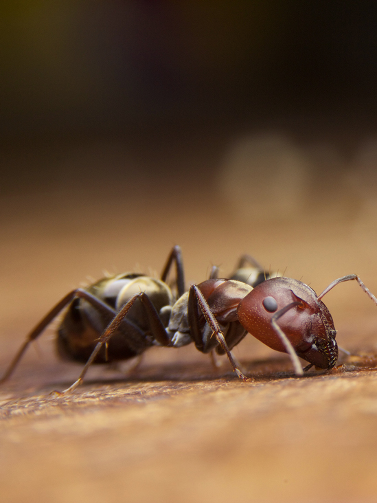 Ant Extermination Pierrefonds