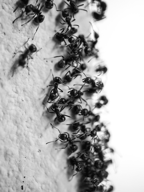 Ant Extermination Pierrefonds