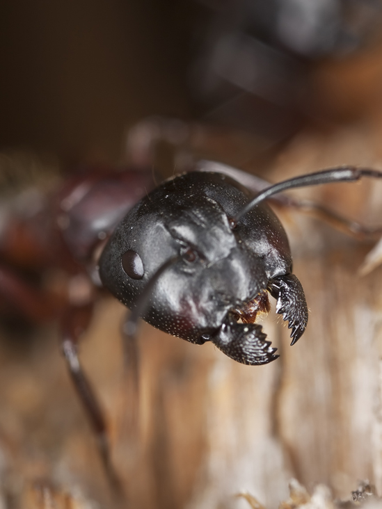 Ant Extermination Lachine